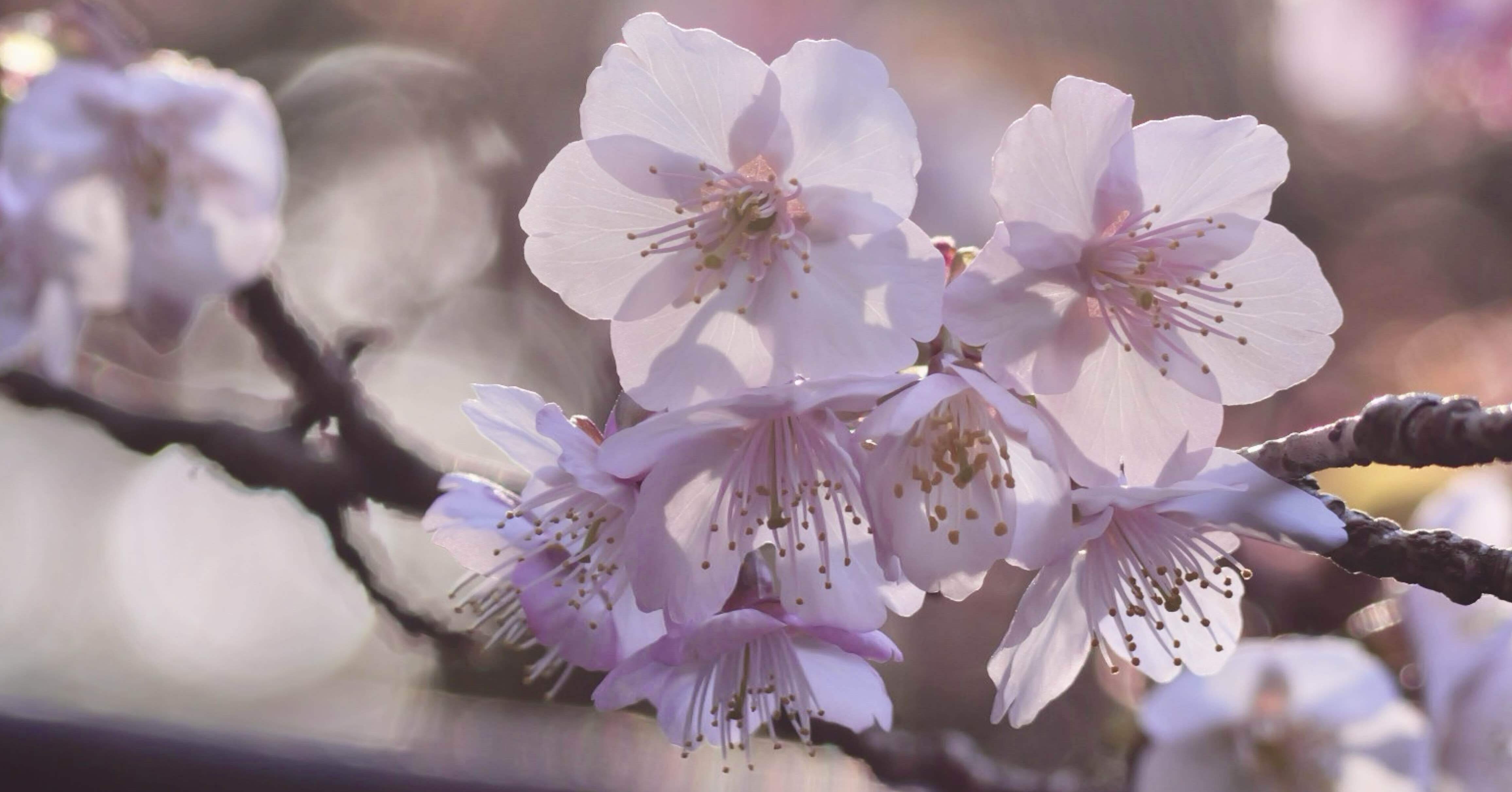 LUMIX G9 pro2で切り取った冬の花（と、風景）｜各駅停車
