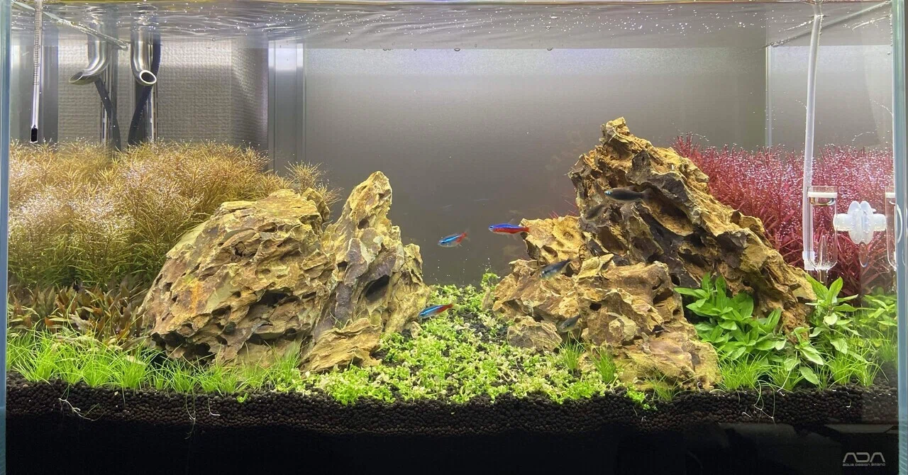 アクアリウム】60cm水槽の経過報告③｜たけのこ@サイドFIRE準備中
