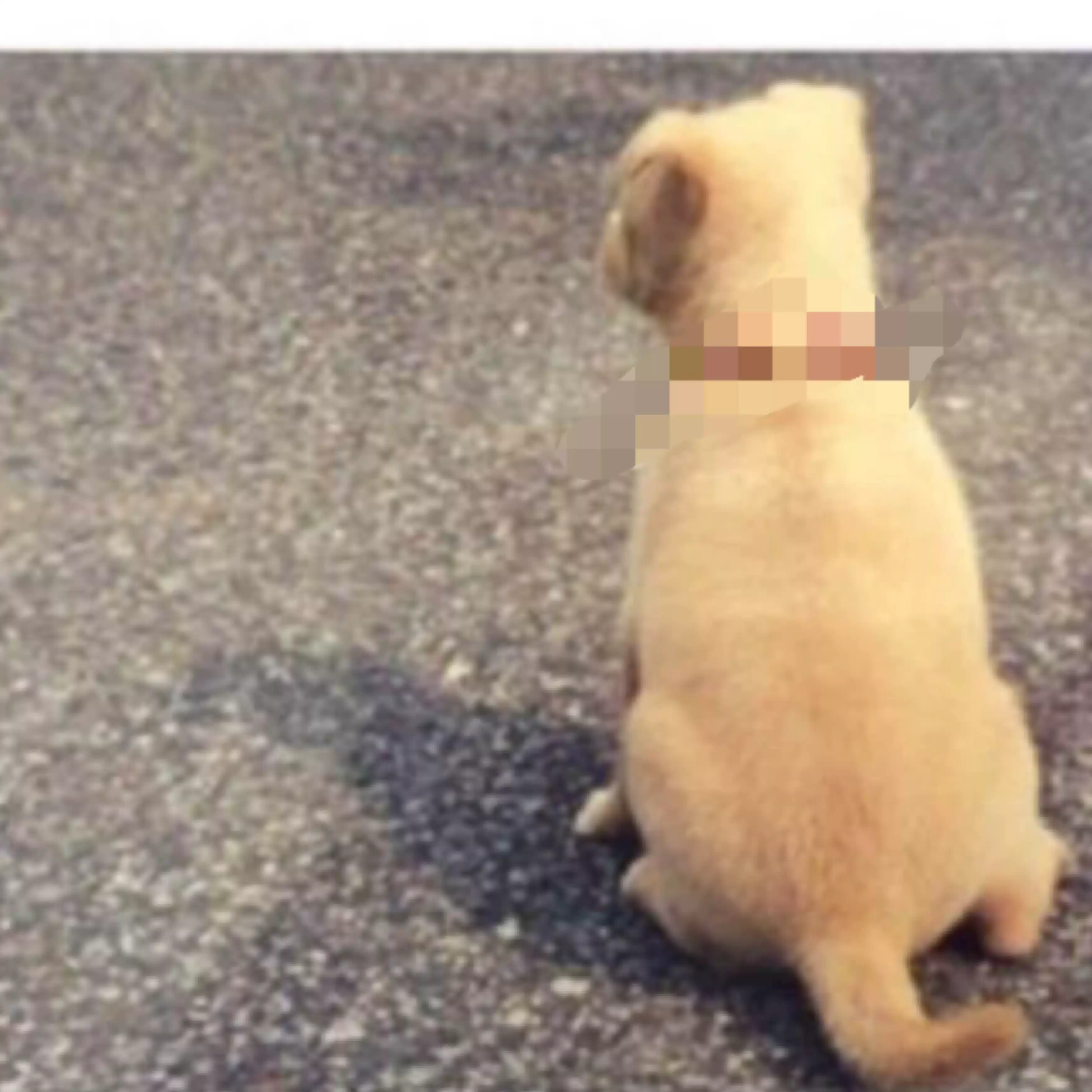 ちびあゆ  (🐕犬好きの女）