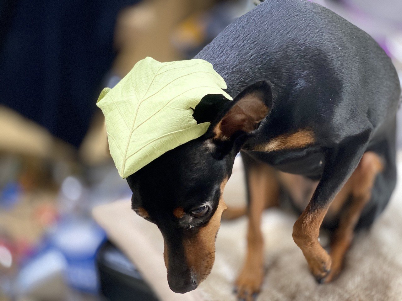 いっぬと 葉っぱ 犬はいつでもやわらかい Koukichi T Sns速報 ストックフォトグラファー Note