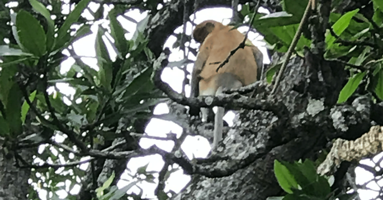 ボルネオ島にオランウータン以外にも珍しい猿がたくさん Papatraveler Note ボルネオ島にオランウータン以外にも珍しい猿がたくさん Papatraveler Note