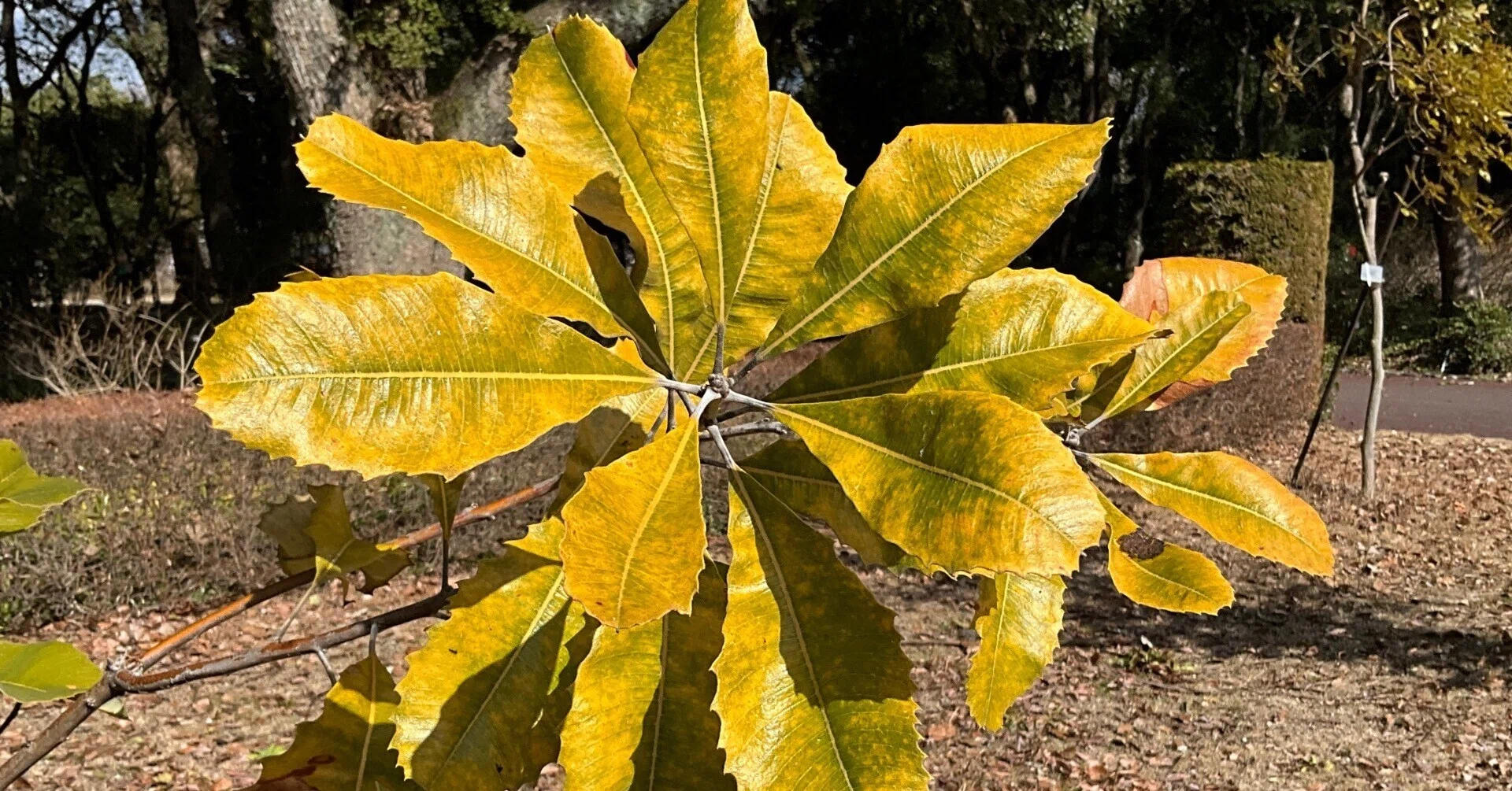 バンクシア・ロブル（京都府立植物園）：2026年2月22日（日）｜藤井 