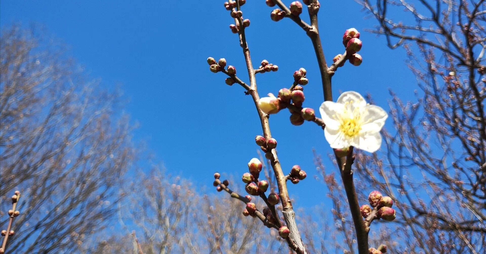 桜はいい。でも…梅が最高なんだよね。Sakura is beautiful. But… Ume 桜はいい。でも…梅が最高なんだよね。Sakura is beautiful. But… Ume