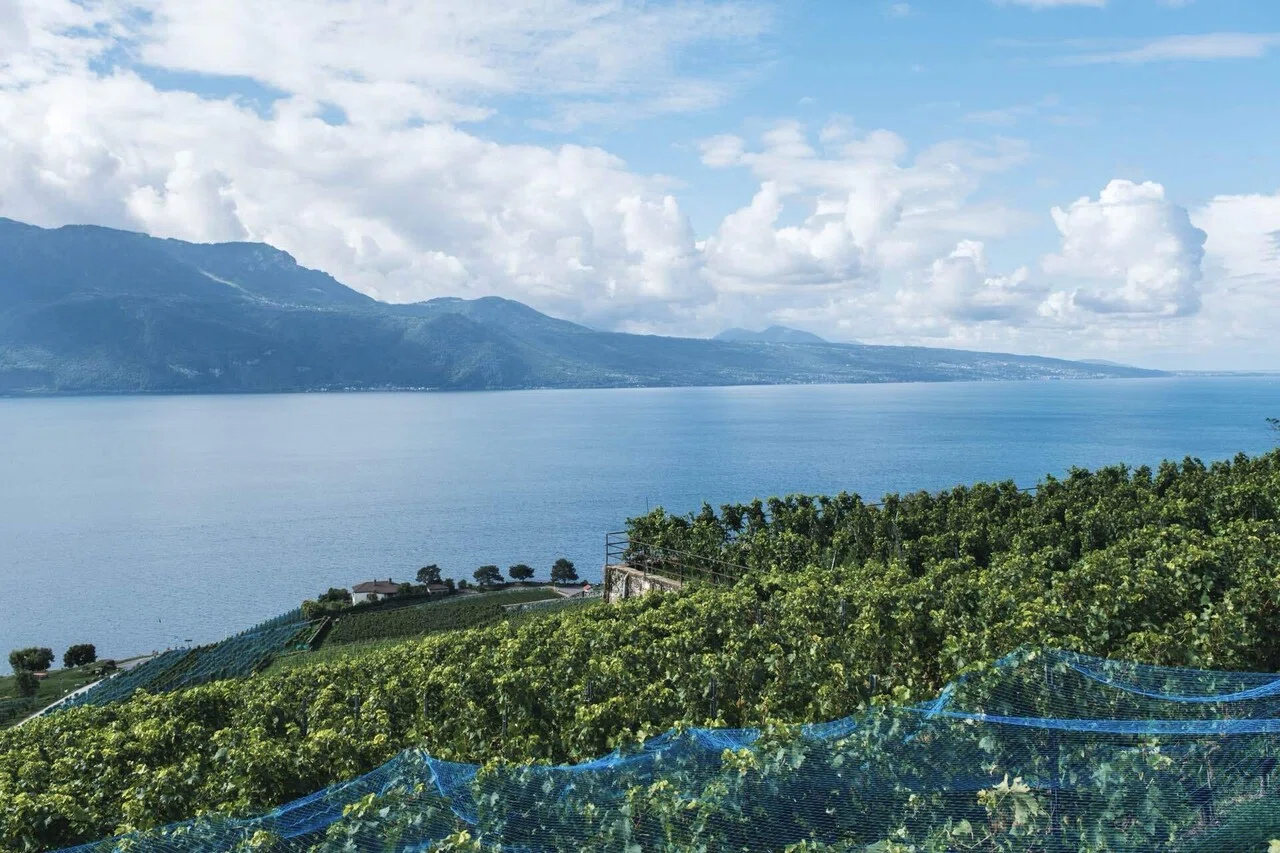 2025年夏の欧州旅】#15🇨🇭 レマン湖畔のぶどう畑を歩く絶景ハイキング