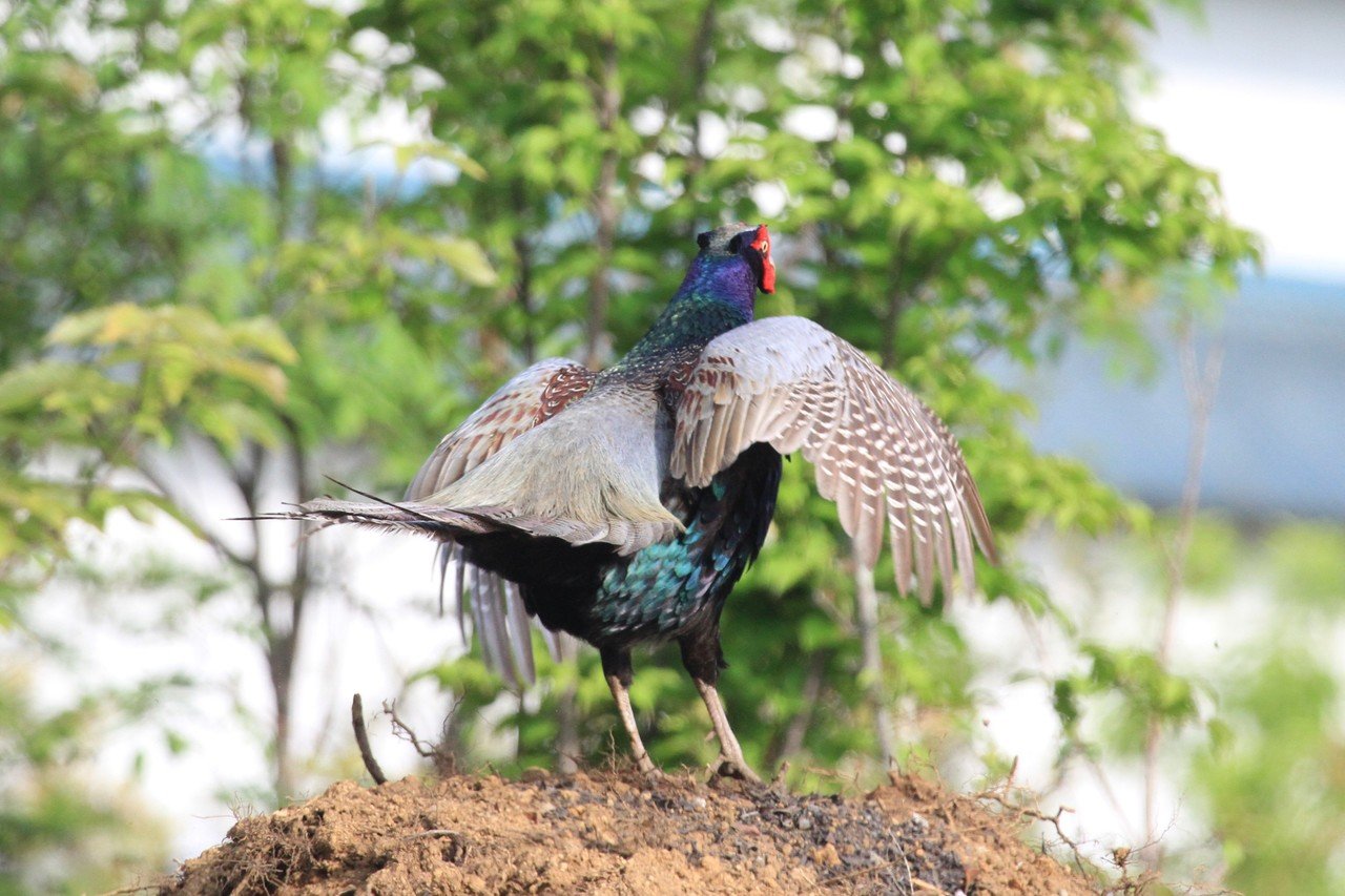 日日とり是好日 キジのはばたき Short Ver とりコレクター Note