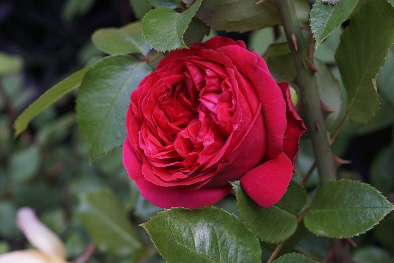 薔薇ちゃんと3蜜｜ヤマネケイ