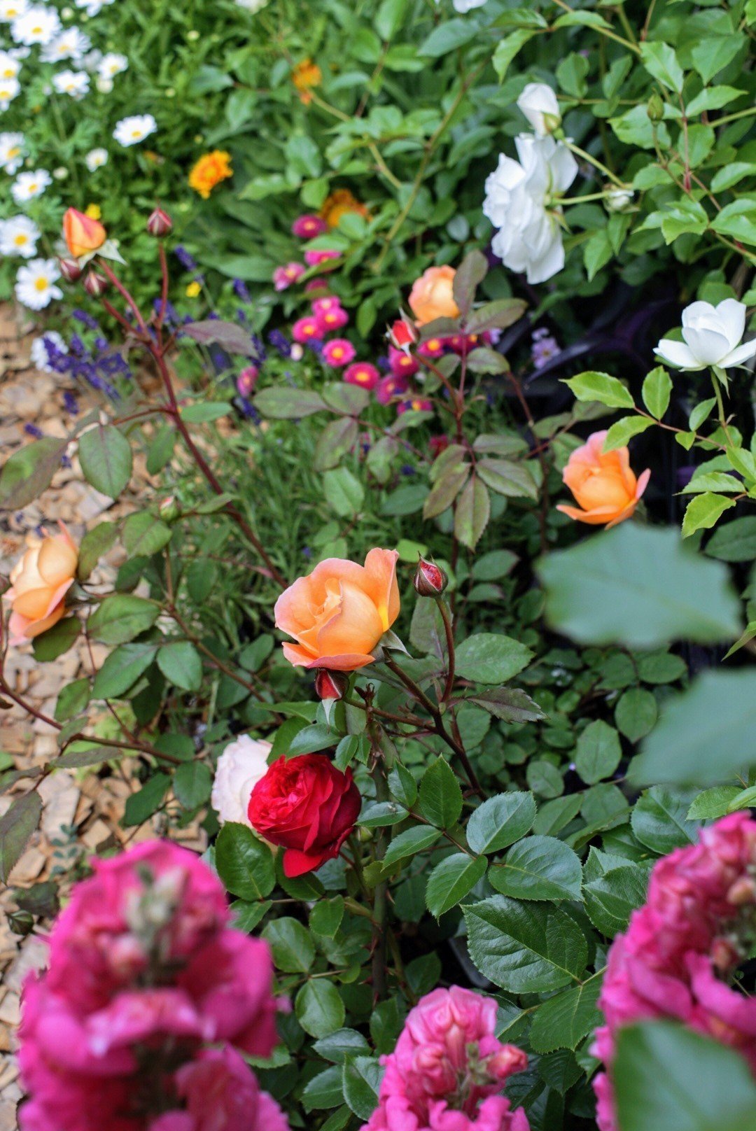 薔薇ちゃんと3蜜｜ヤマネケイ