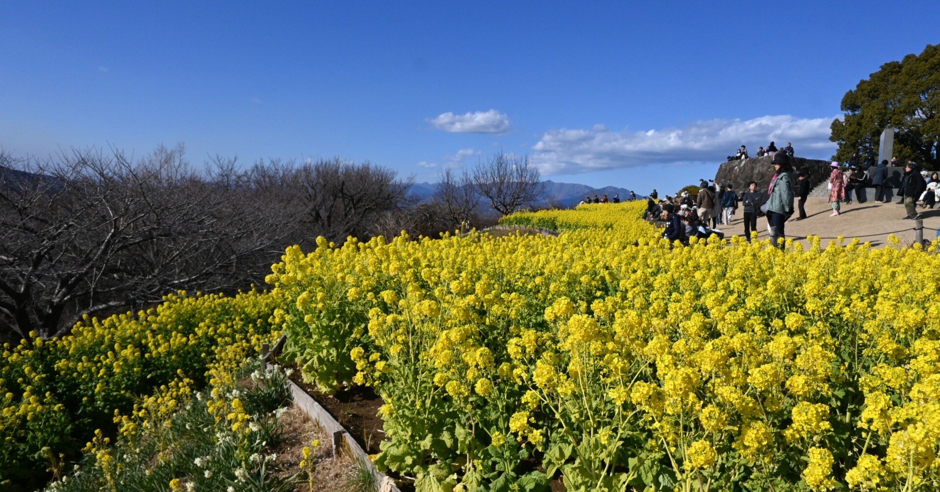 吾妻山公園菜の花（神奈川県二宮町）｜shita