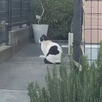 夜のチャイラテ
