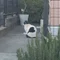 夜のチャイラテ