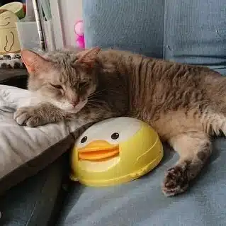 ねこの運転手|小さな幸せ探し隊 〜小さな幸せありがとう〜