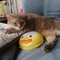 ねこの運転手|小さな幸せ探し隊 〜小さな幸せありがとう〜