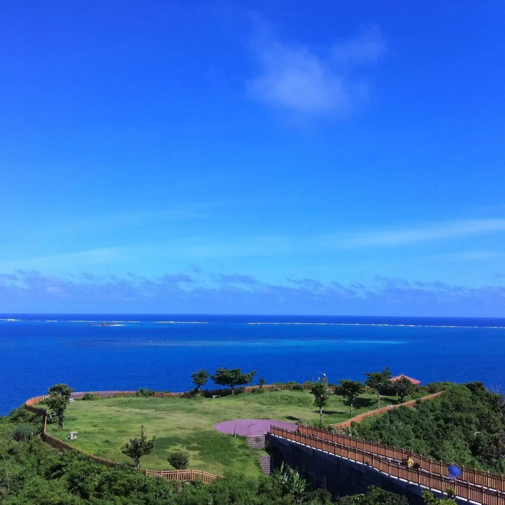 青い小鳥
