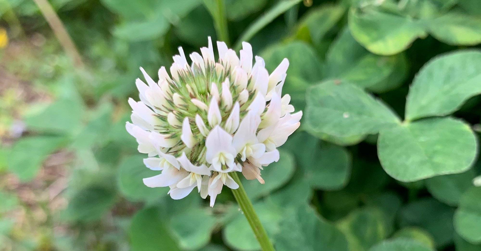 白色の花 We Can Do It Note 白色の花 We Can Do It Note