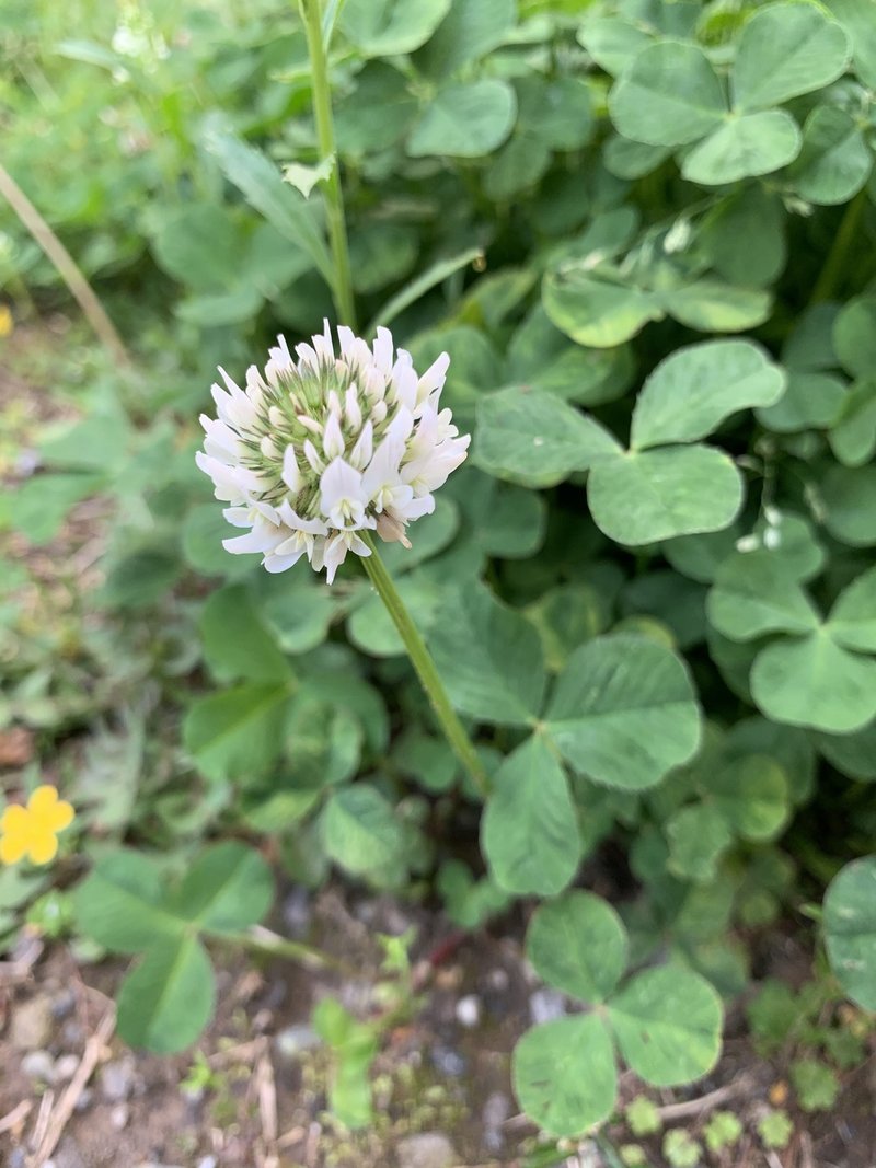 白色の花 We Can Do It Note