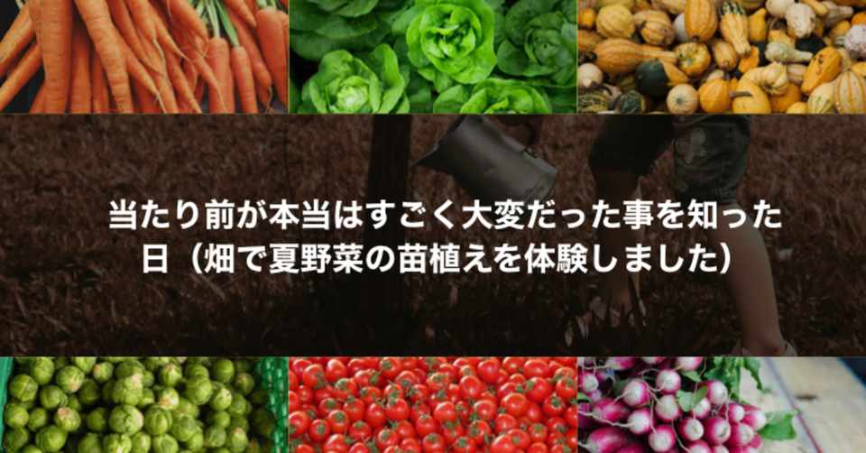当たり前が本当はすごく大変だった事を知った日 畑で夏野菜の苗植えを体験しました かじー 山形 フォトログメイン Note