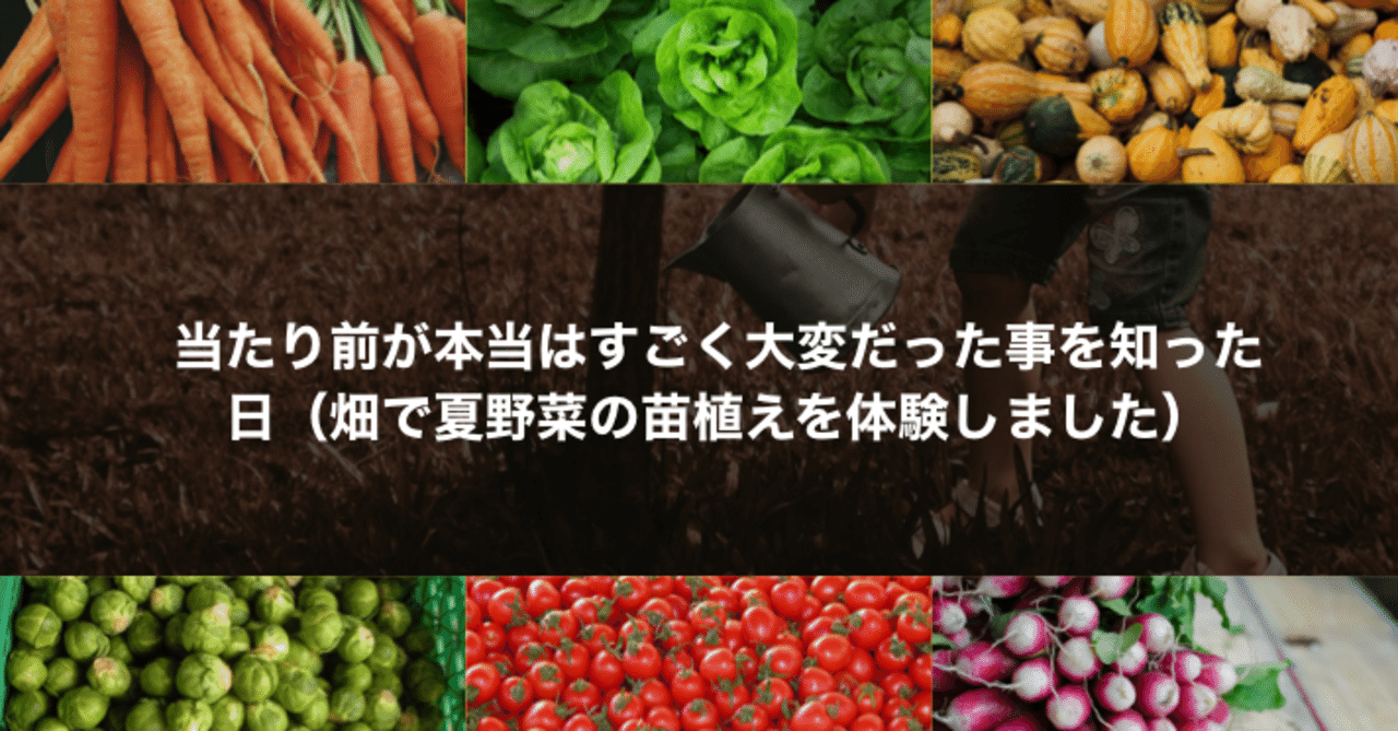 当たり前が本当はすごく大変だった事を知った日 畑で夏野菜の苗植えを体験しました かじー 山形 フォトログメイン Note