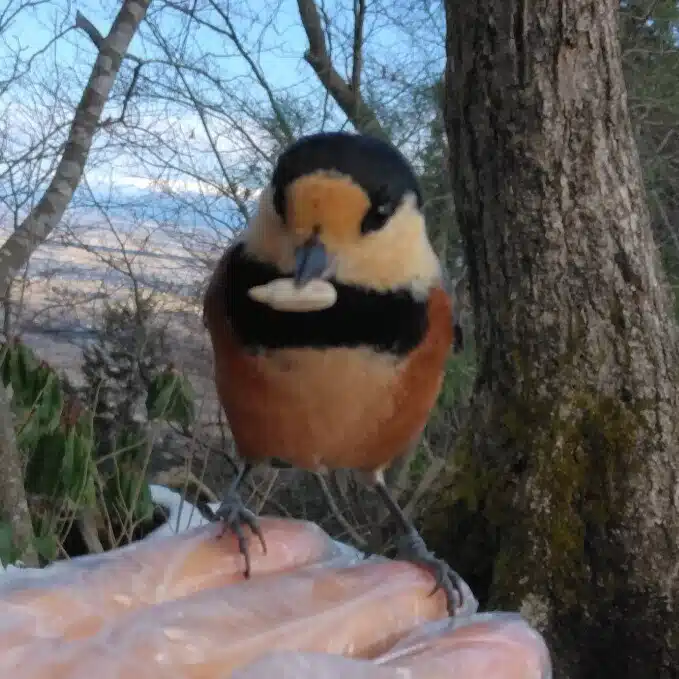 ぶなふく