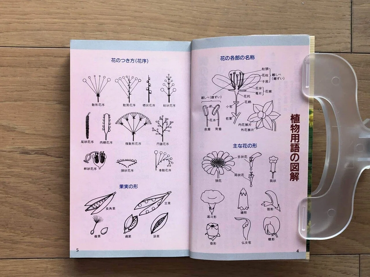秋の山野草 ポケット図鑑｜銀漢堂