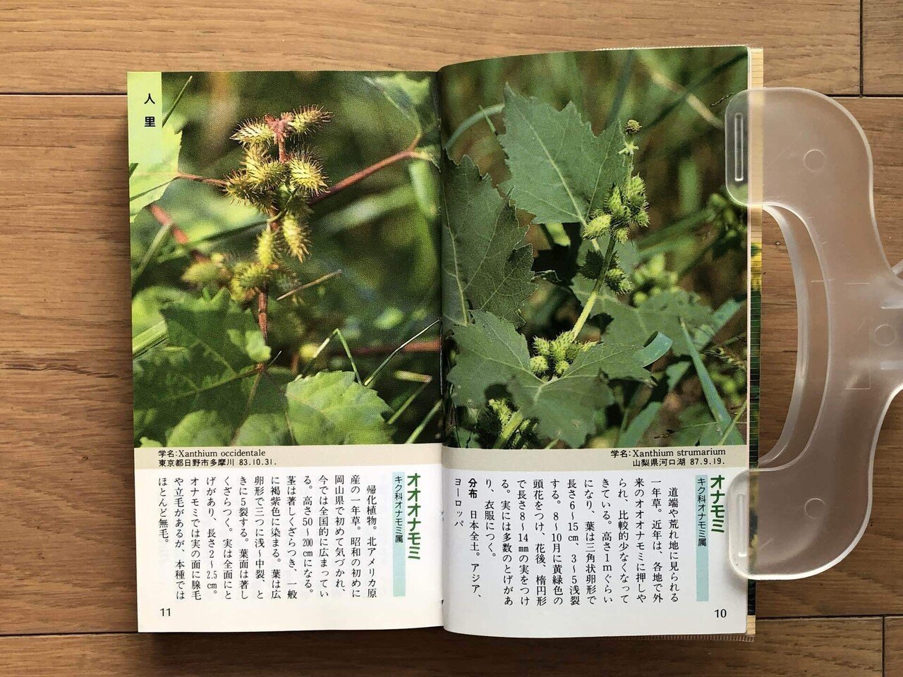 秋の山野草 ポケット図鑑｜銀漢堂書林