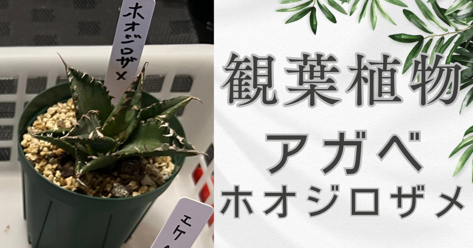 アガベ ホオジロザメの育て方｜成長が遅い理由と美しく保つ管理方法