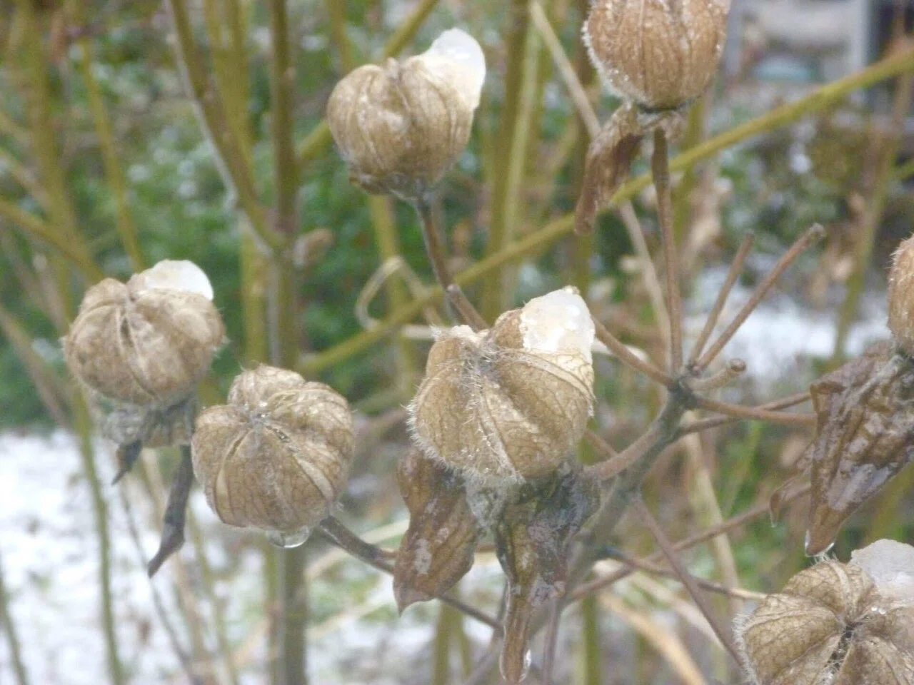 雪に埋もれた植物たち、そして暮らしの感覚｜ないものはない 海士町