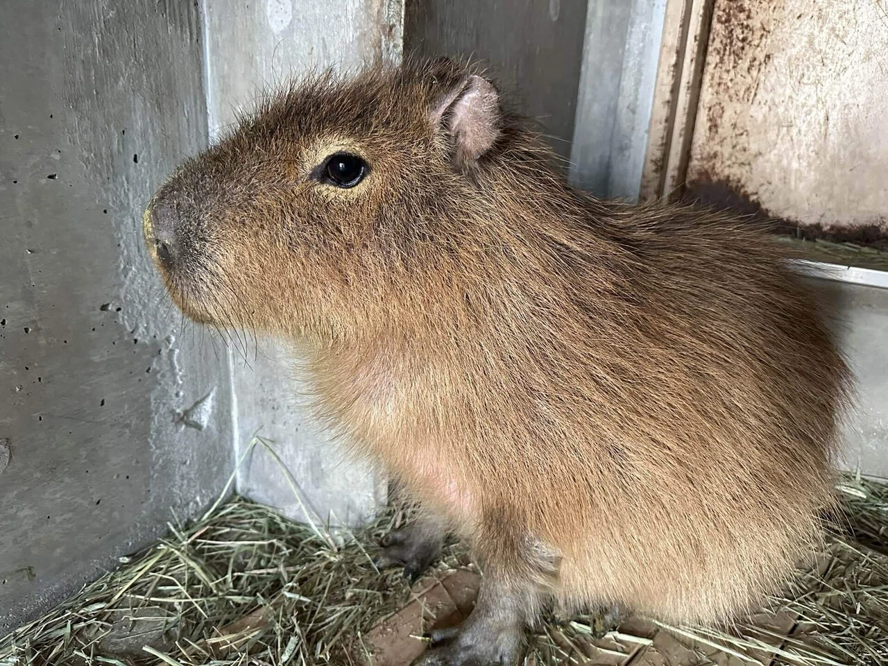 新たに仲間入りした動物たち！｜那須どうぶつ王国公式note