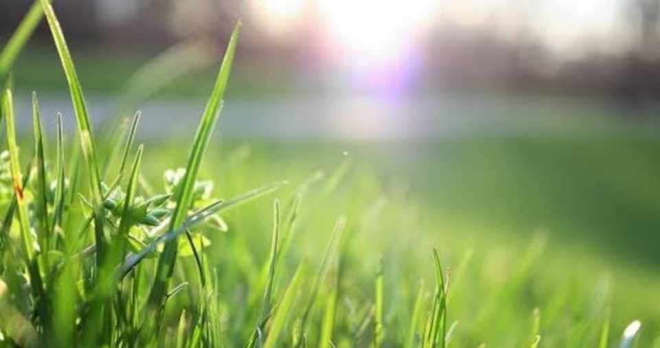 庭の手入れをしよう オススメな除草剤 にゃん吉 農家 自由な暮らしに憧れ脱サラ Note