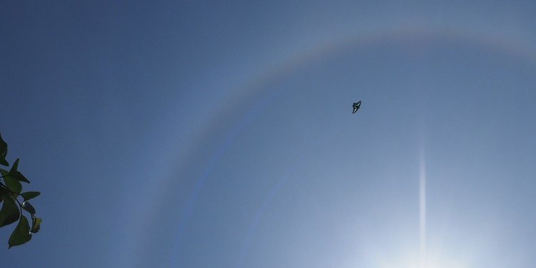 今日は、見事は２２度ハロが出現。アオスジアゲハが周りを飛んでいた。左上から、