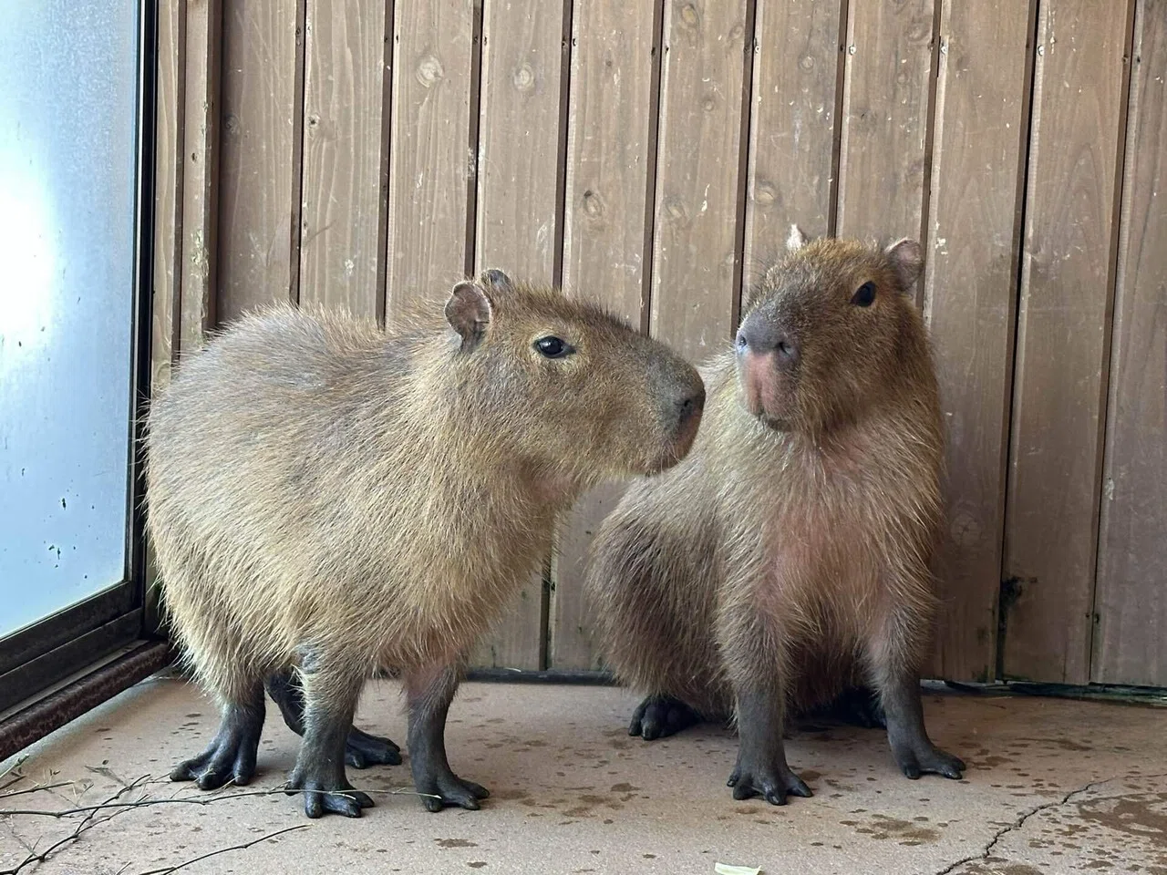 動物 新たに仲間入りした動物たち！｜那須どうぶつ王国公式note