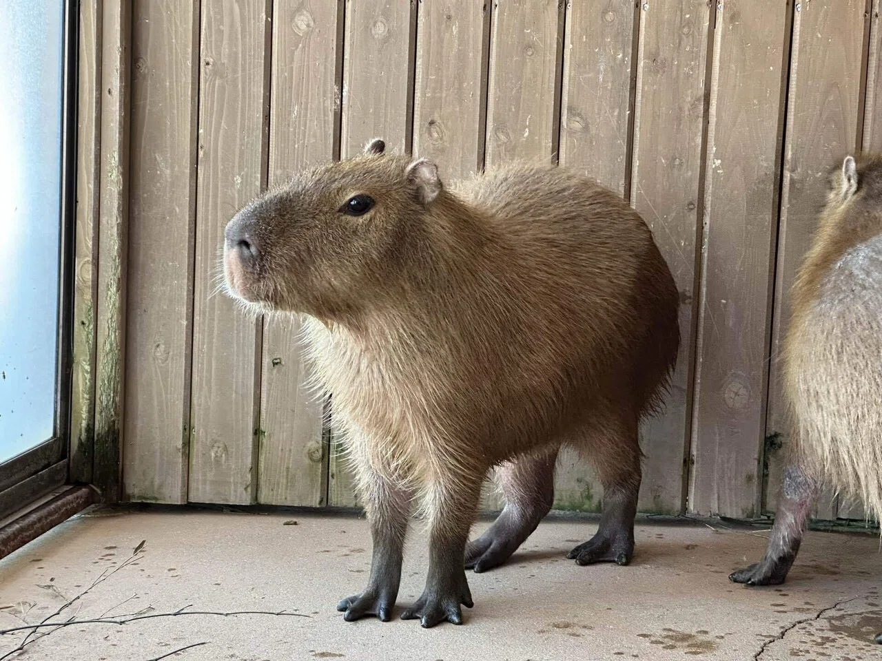 新たに仲間入りした動物たち！｜那須どうぶつ王国公式note