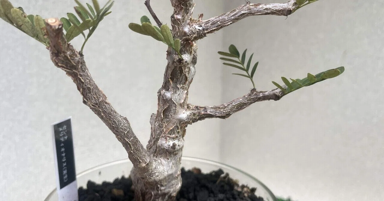 塊根植物育成⑧ センナメルディオナリス｜コーデックス ファンクラブ🌈🌈🌈