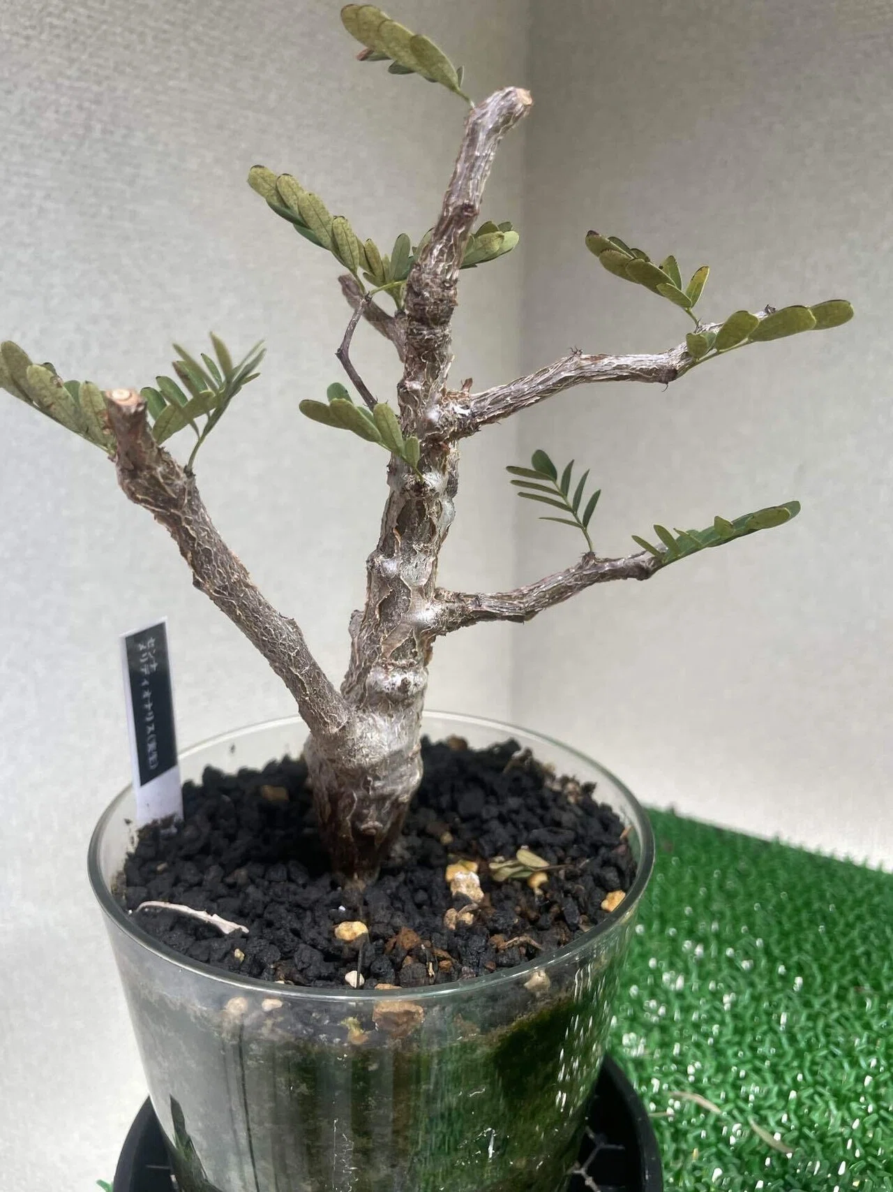 塊根植物育成⑧ センナメルディオナリス｜コーデックス ファンクラブ🌈🌈🌈