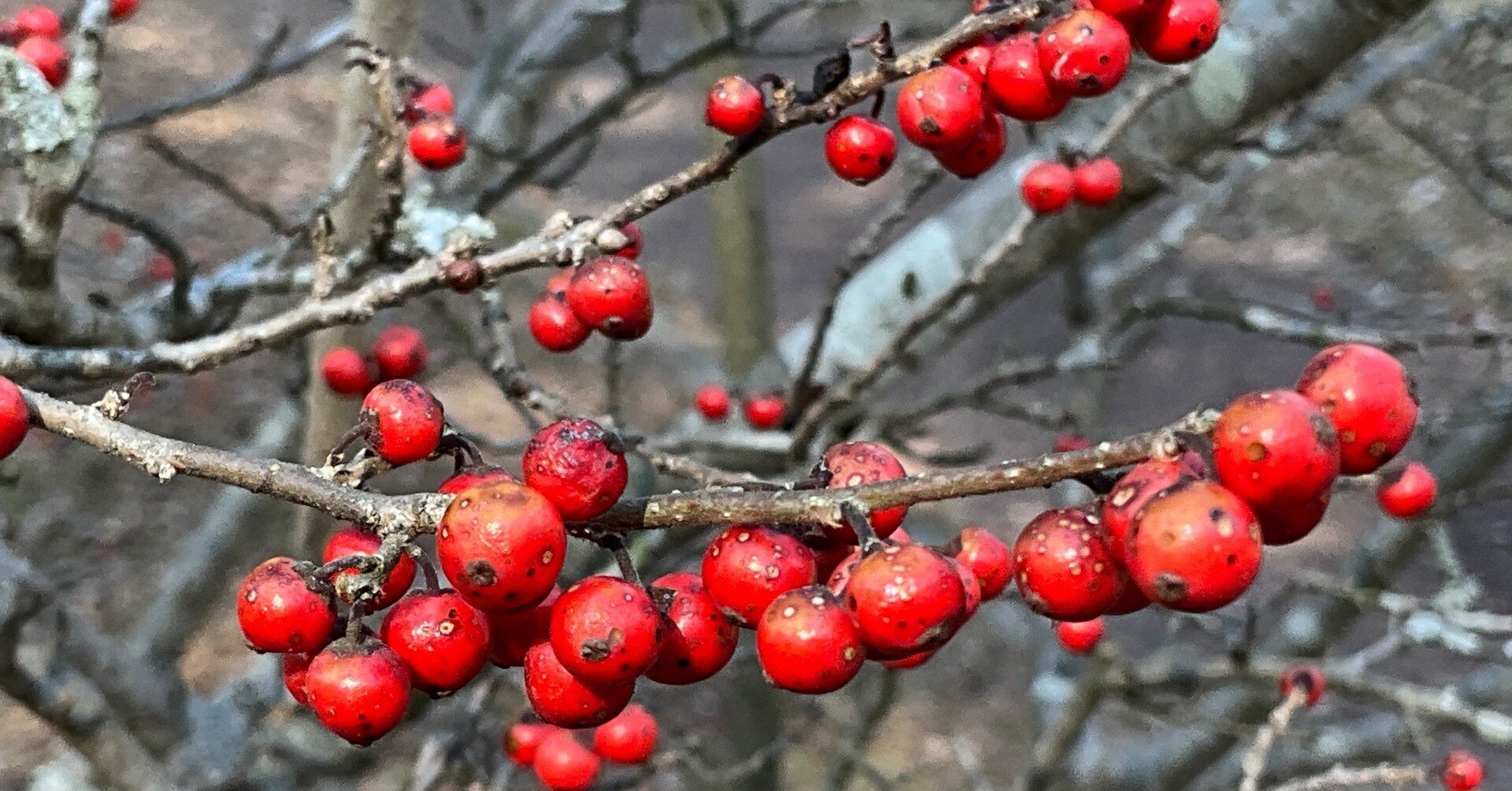 ウメモドキの赤い実（京都府立植物園）：2026年2月3日（火）｜藤井秀昭