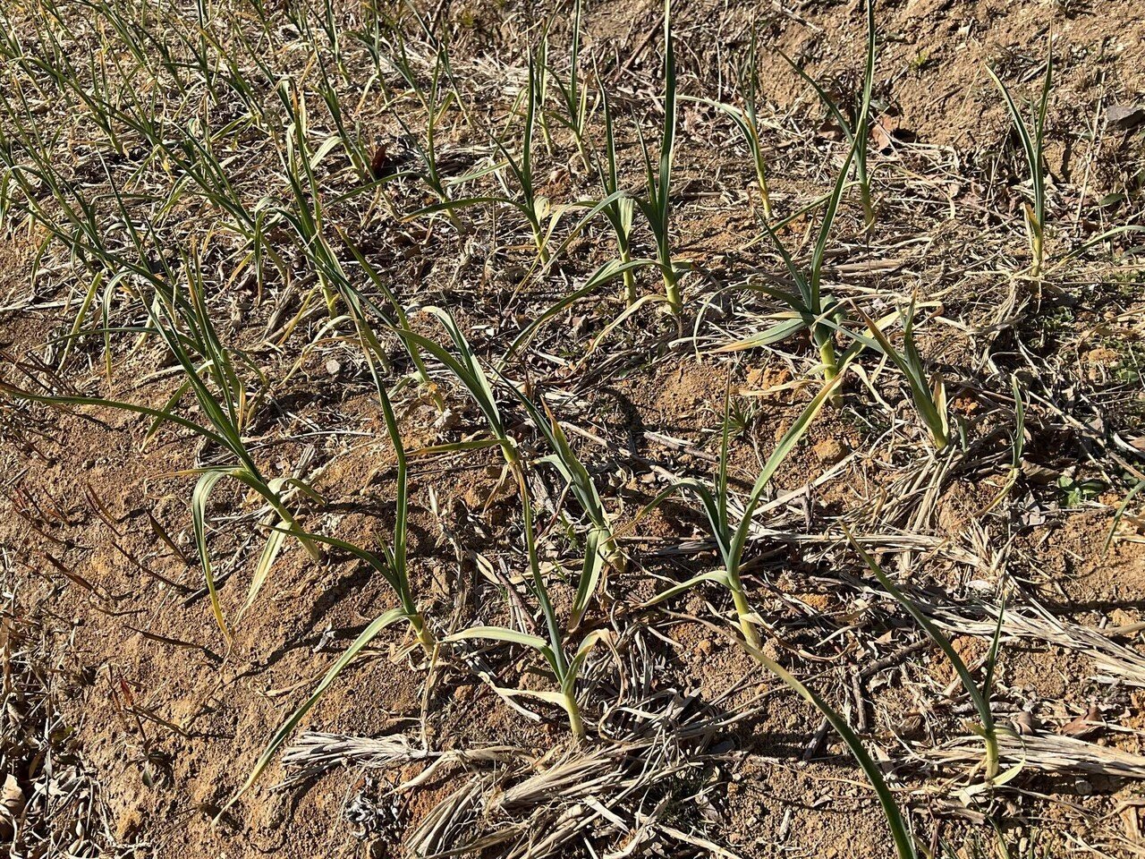 至聖の人生とその教え。本「ミラレパ―チベットの偉大なヨギー」☆3,5