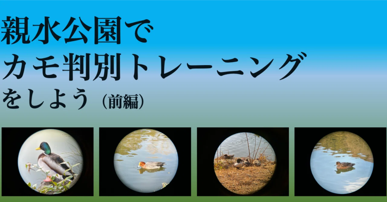 親水公園でカモ判別トレーニングをしよう 前編｜サンパチ チューンズ