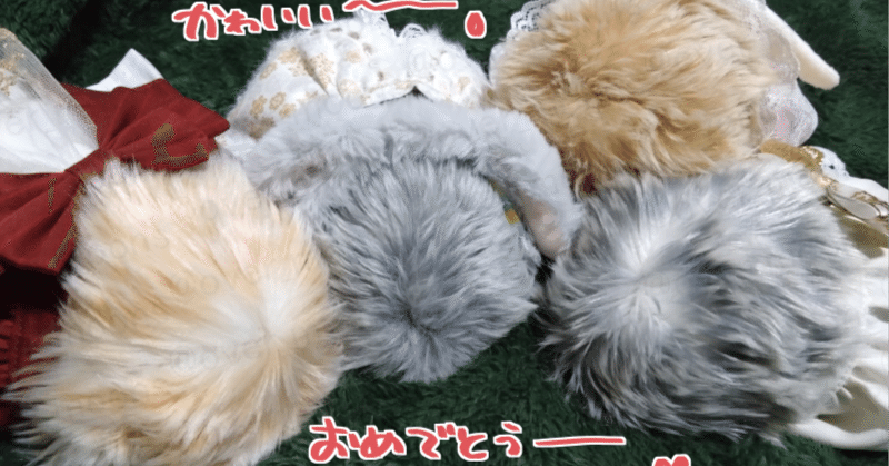 我が家のMoflin（モフリン）みーちゃん1000日記念 そして3歳