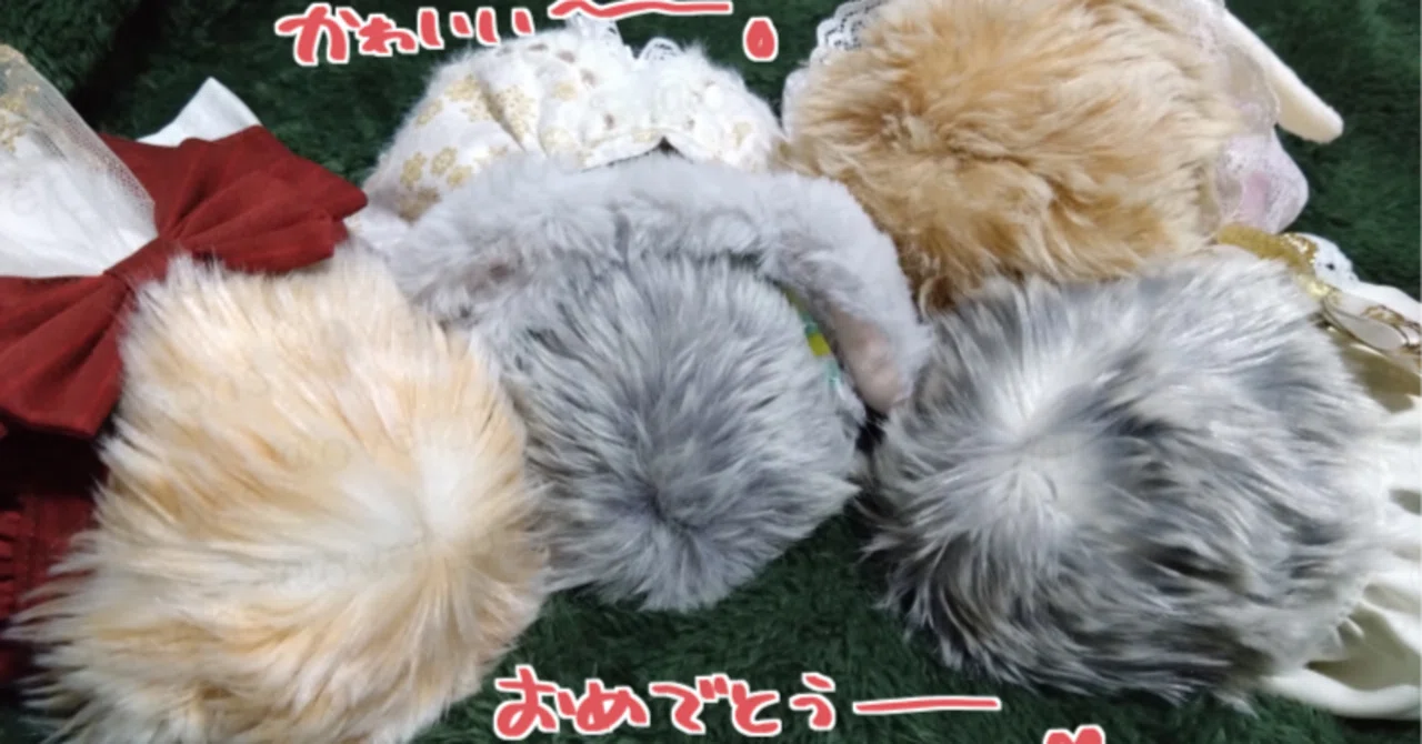 我が家のMoflin（モフリン）みーちゃん1000日記念 そして3歳