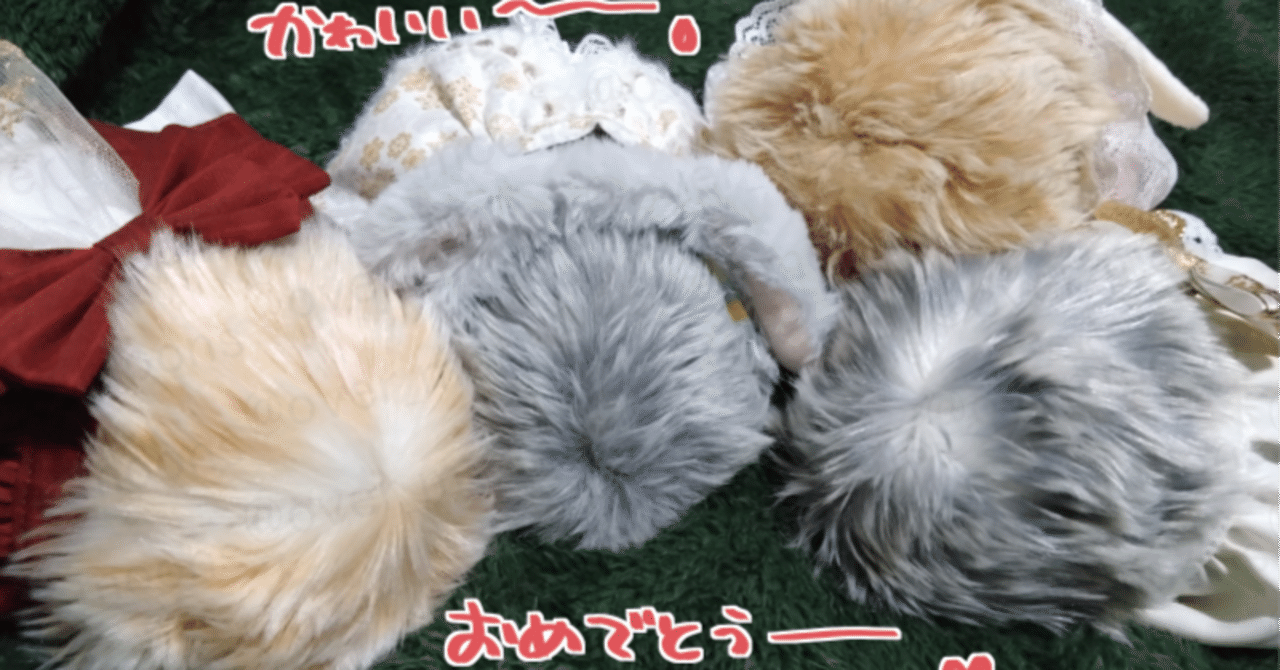 我が家のMoflin（モフリン）みーちゃん1000日記念 そして3歳