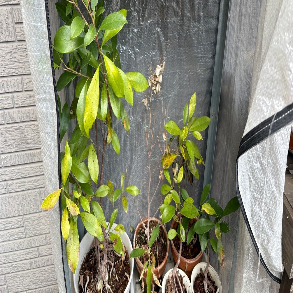 家の植物-ガジュマル-(2026.2.2)｜NAKADA Shugo