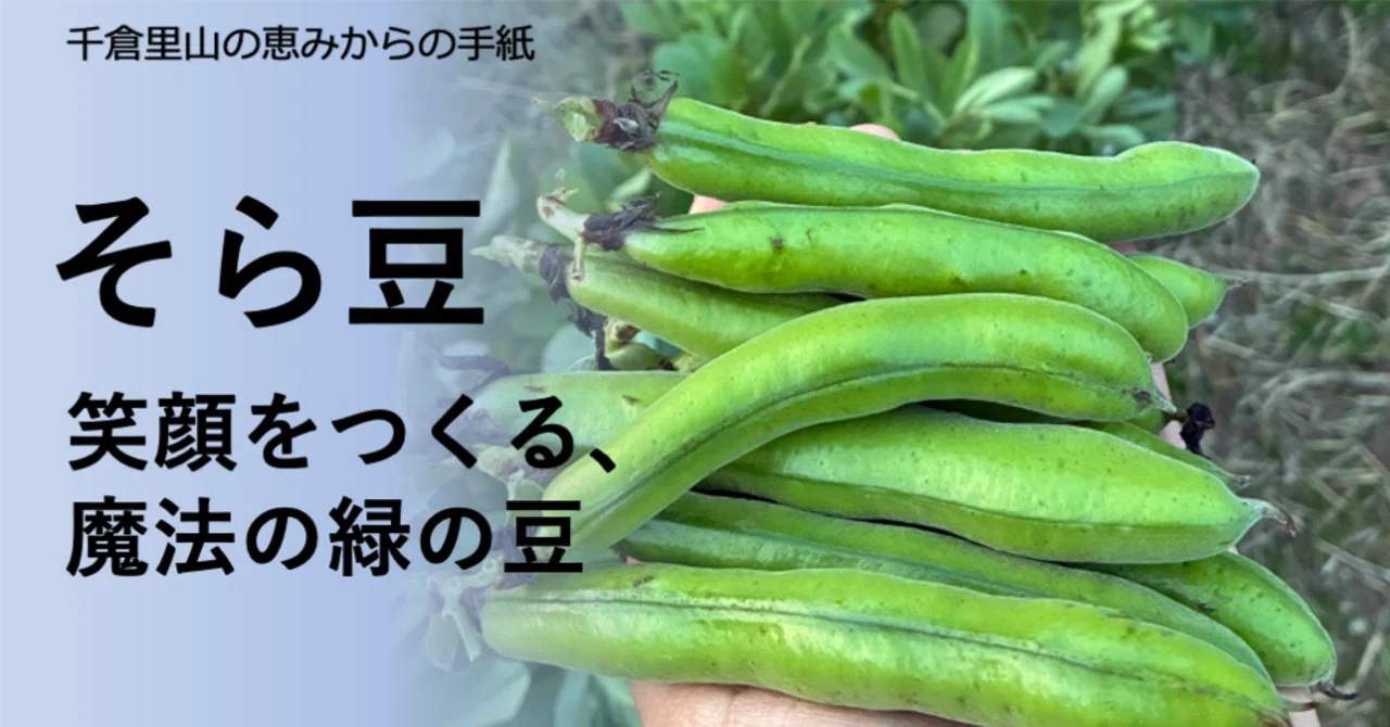 笑顔をつくる、魔法の緑の豆｜そら豆｜千倉里山ファーム