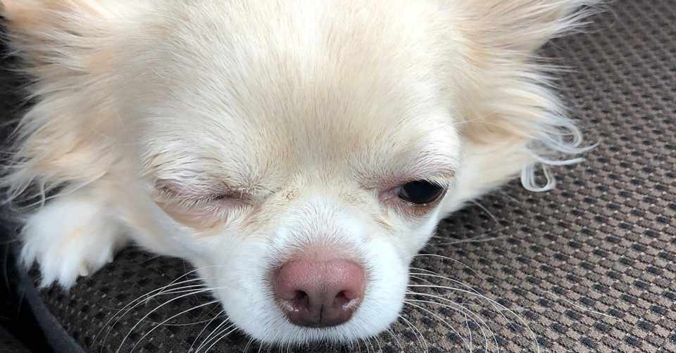 チワワのキナ 目が開かない事件 Kina Note