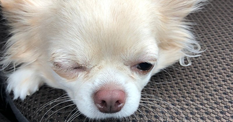 チワワのキナ 目が開かない事件 Kina Note