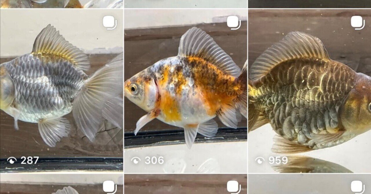 良いものに拘る大人の金魚ライフ｜SAMURAI FARM