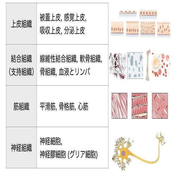 1 2 1 組織 上皮組織 解説 マガジン記事 かずひろ先生 黒澤一弘 解剖学 Note