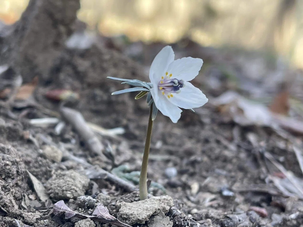 まだ春ではない里山で出会った小さな花、節分草｜植物私録