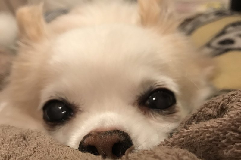 チワワを飼うことになりました 愛犬との出会い 只野 アキ Note チワワを飼うことになりました 愛犬との出会い 只野 アキ Note