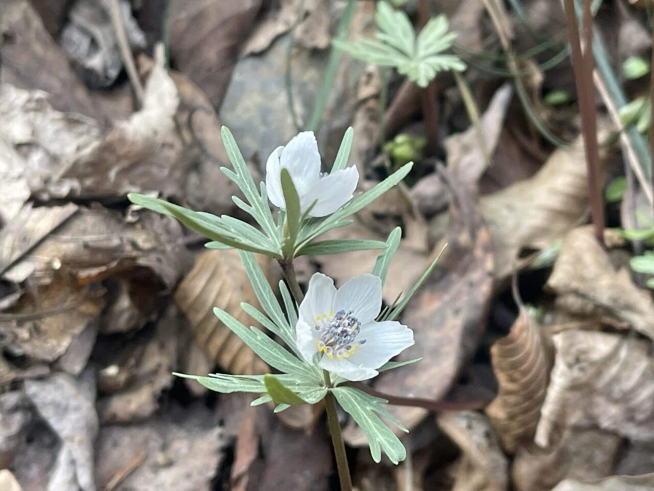 まだ春ではない里山で出会った小さな花、節分草｜植物私録