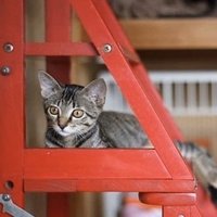 ネコノ ソバ