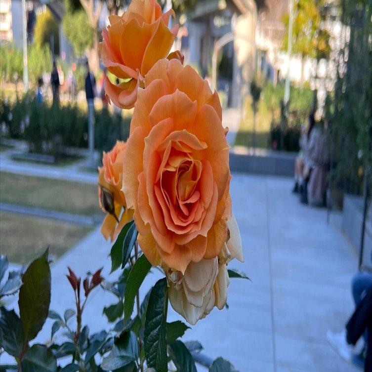 🇯🇵いおり（Iori） 🌹中之島バラ園｜ぱぽにゃん🌹薔薇を愛する投資家